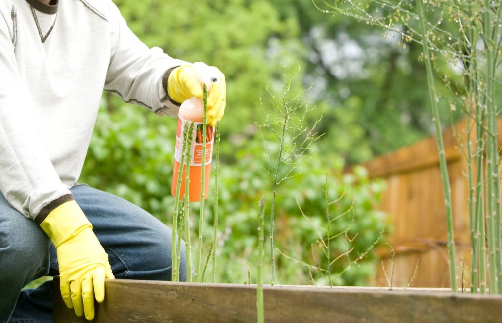 Plant Food vs. Fertilizer: Understanding the Key Differences