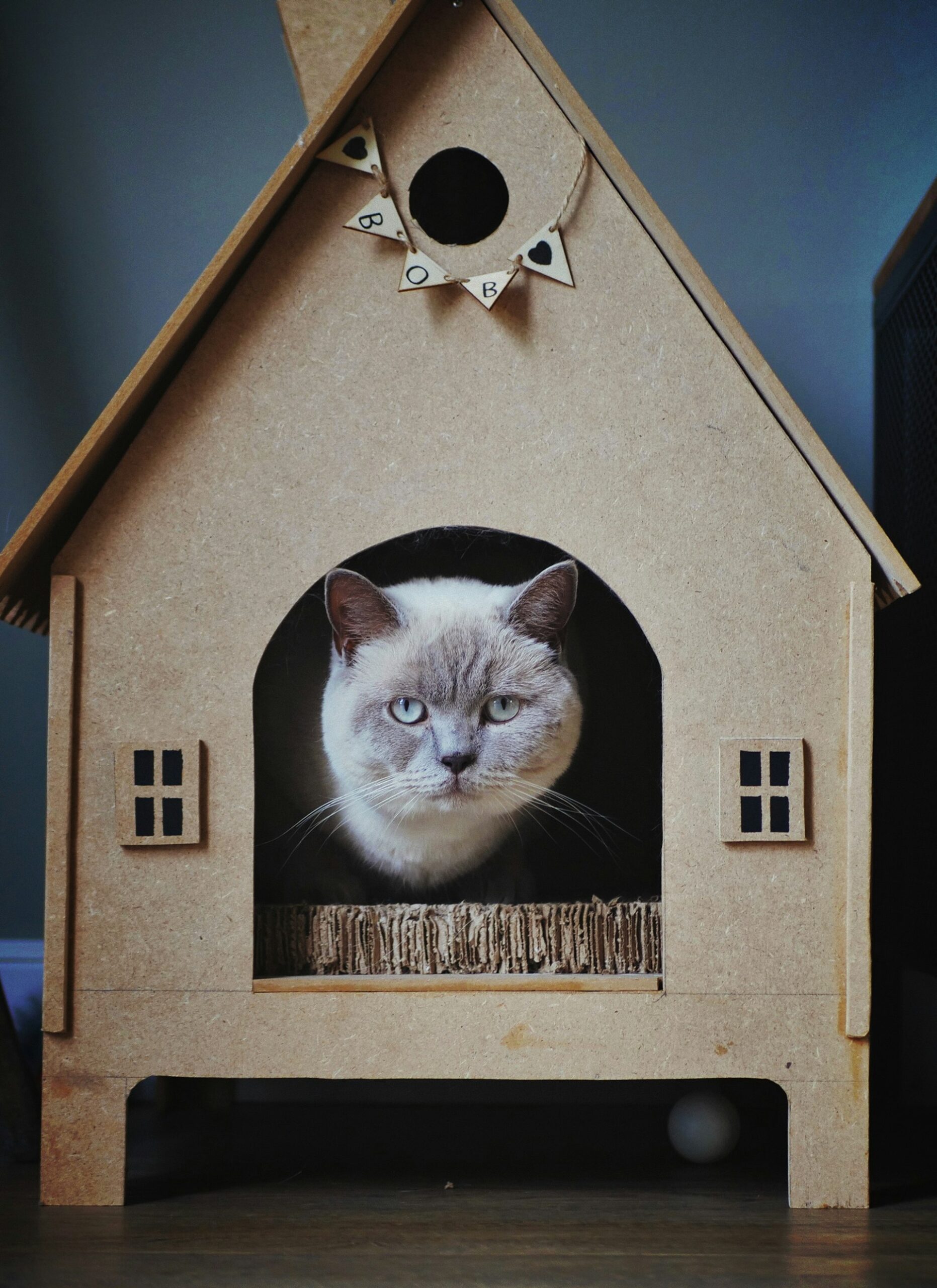 Transform Your Space: Innovative Pet-Friendly Home Design Solutions